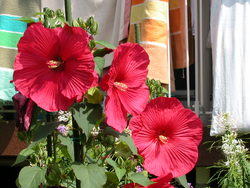 f:id:henrymiura:20070801092313j:image:left