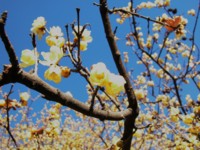 f:id:henrymiura:20100201152944j:image:right f:id:henrymiura:20100201152944j:image:right