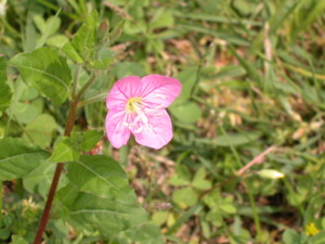 f:id:henrymiura:20100517105602j:image:w360:right f:id:henrymiura:20100517105602j:image:w360:right