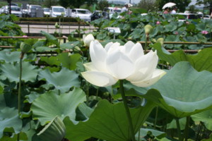 f:id:henrymiura:20100716114258j:image:left f:id:henrymiura:20100716114258j:image:left