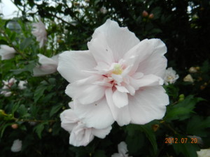 f:id:henrymiura:20120720085505j:image:w360:right f:id:henrymiura:20120720085505j:image:w360:right
