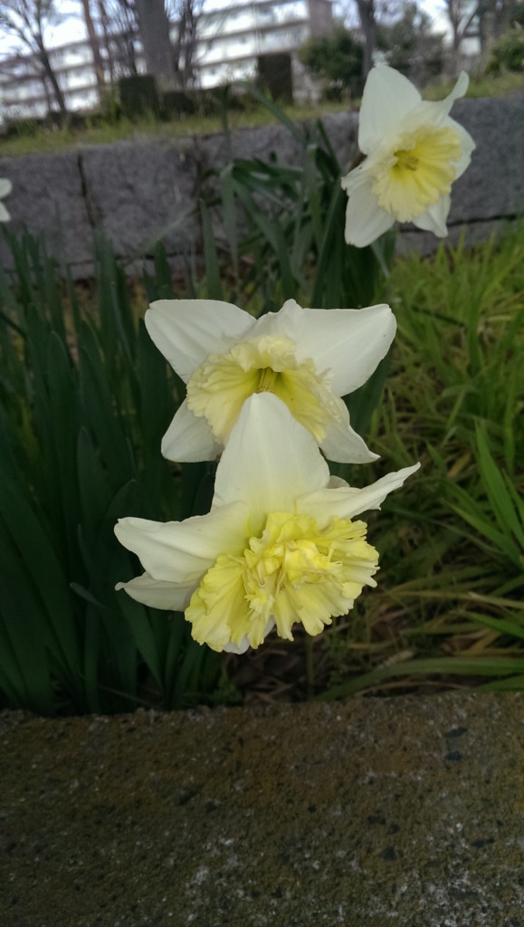 f:id:henrymiura:20160316101230j:plain f:id:henrymiura:20160316101230j:plain