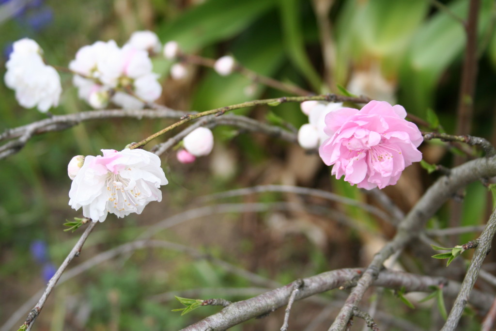 f:id:henrymiura:20160330113434j:plain