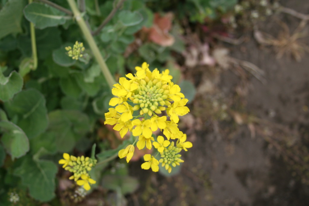 f:id:henrymiura:20160330140852j:plain