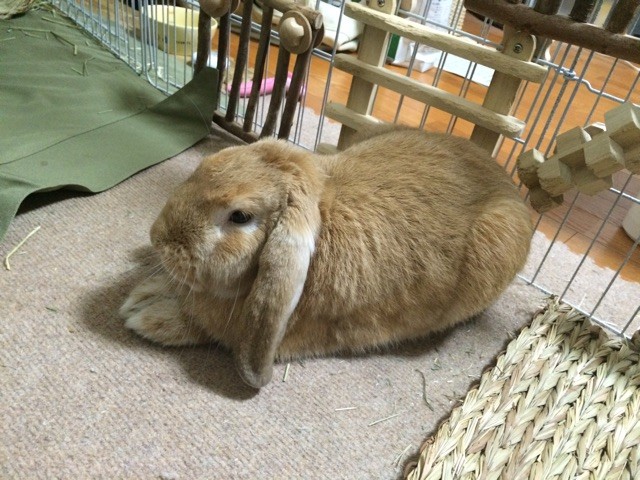 f:id:heppoko-t:20141016130137j:plain f:id:heppoko-t:20141016130137j:plain