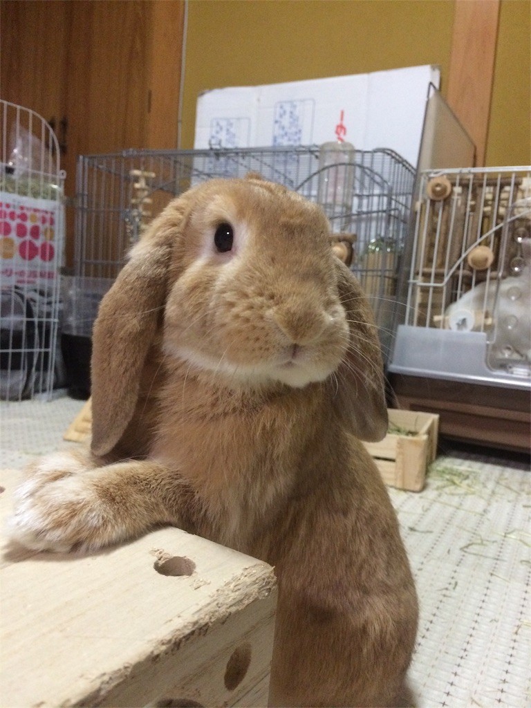 f:id:heppoko-t:20150924212252j:image f:id:heppoko-t:20150924212252j:image