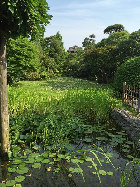 f:id:herbteatime:20150616091953j:image f:id:herbteatime:20150616091953j:image