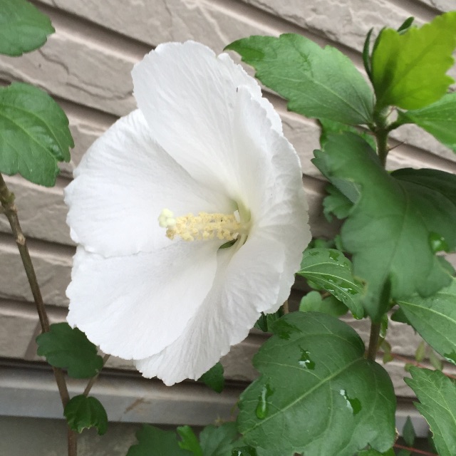 f:id:herbteatime:20150627182837j:image f:id:herbteatime:20150627182837j:image