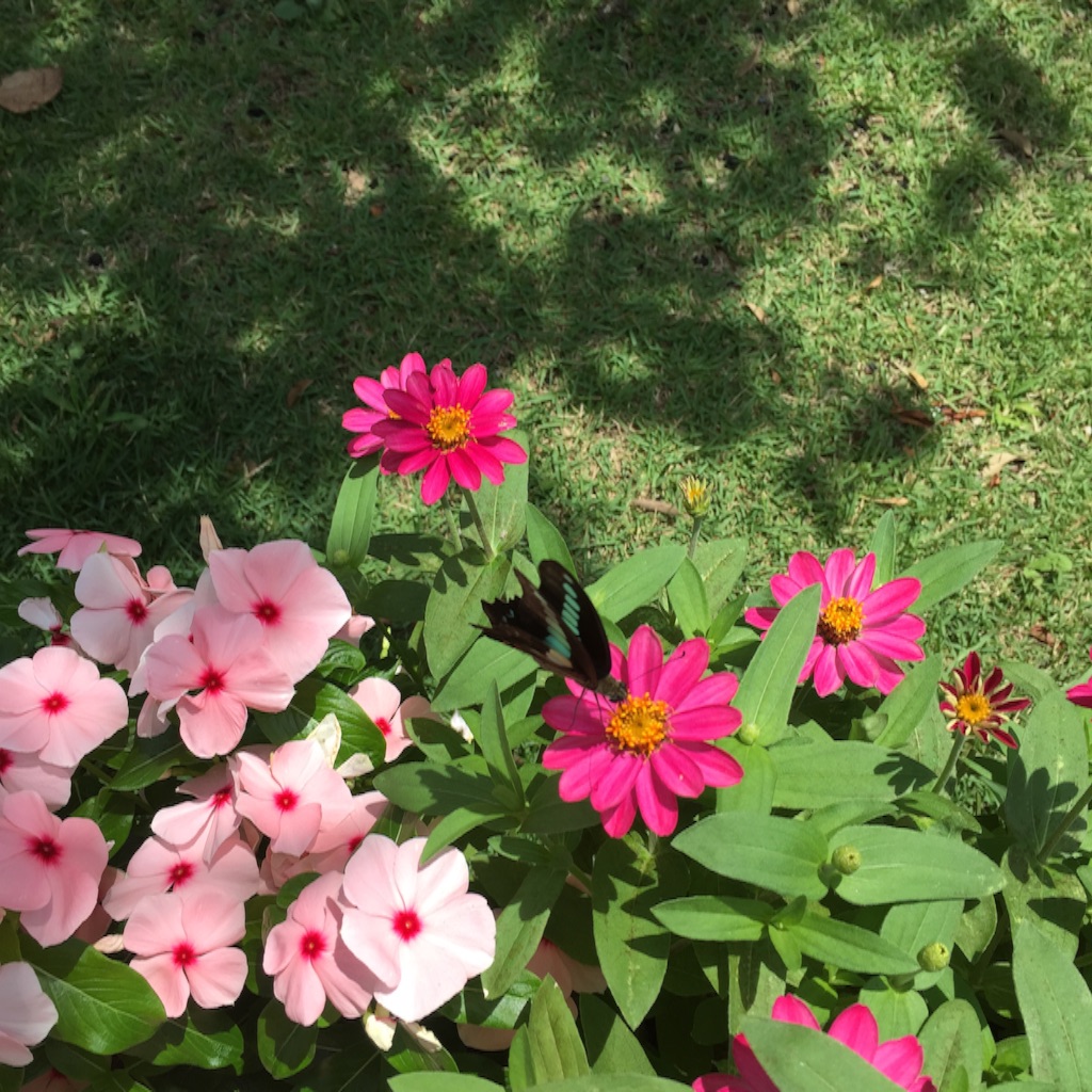 f:id:herbteatime:20150803104542j:image f:id:herbteatime:20150803104542j:image