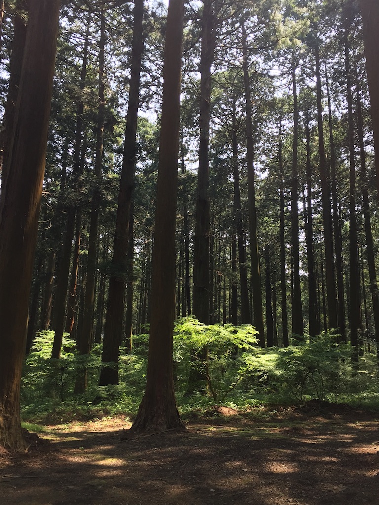 f:id:herbteatime:20160525233540j:image f:id:herbteatime:20160525233540j:image