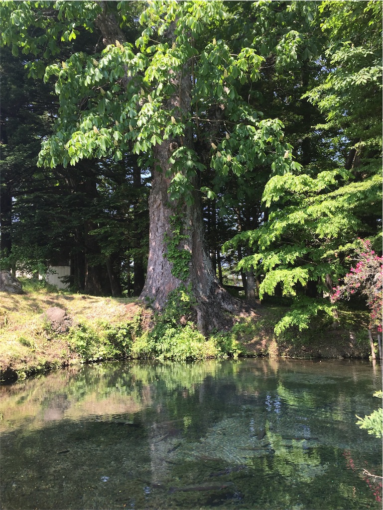 f:id:herbteatime:20160525235729j:image f:id:herbteatime:20160525235729j:image