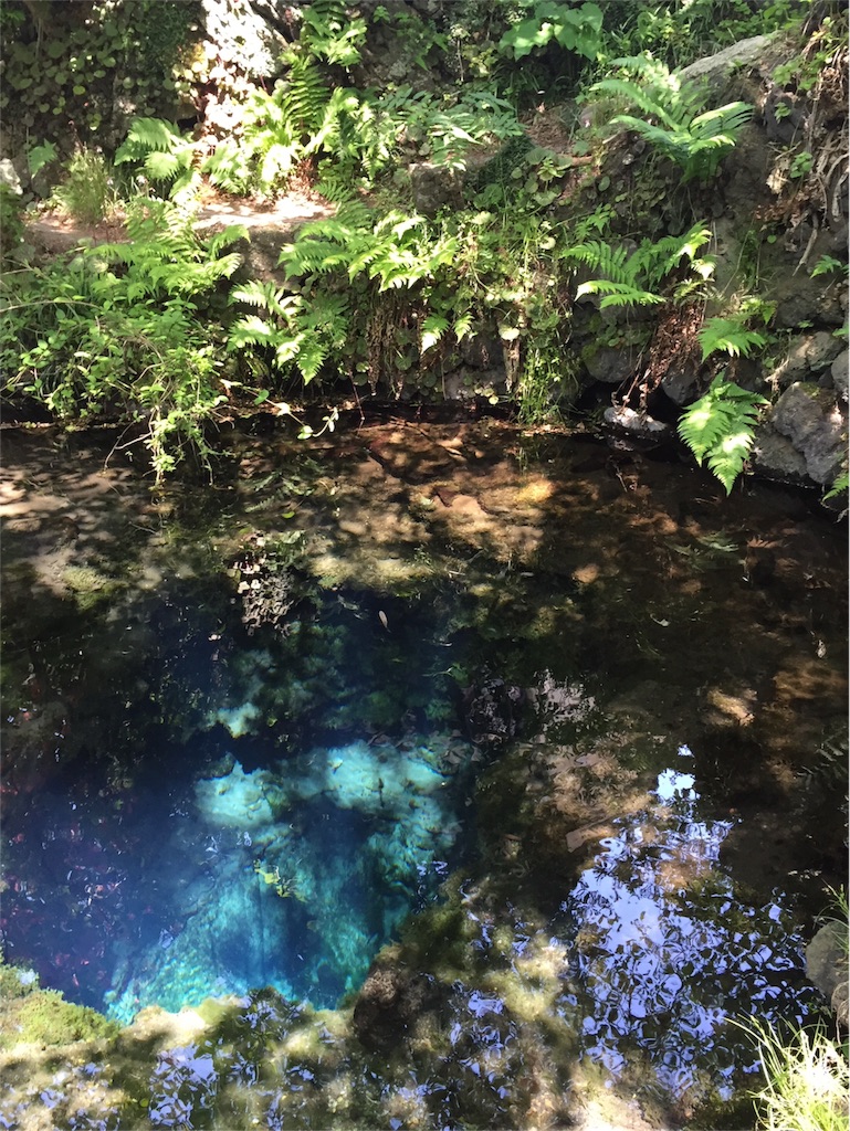 f:id:herbteatime:20160526000017j:image f:id:herbteatime:20160526000017j:image