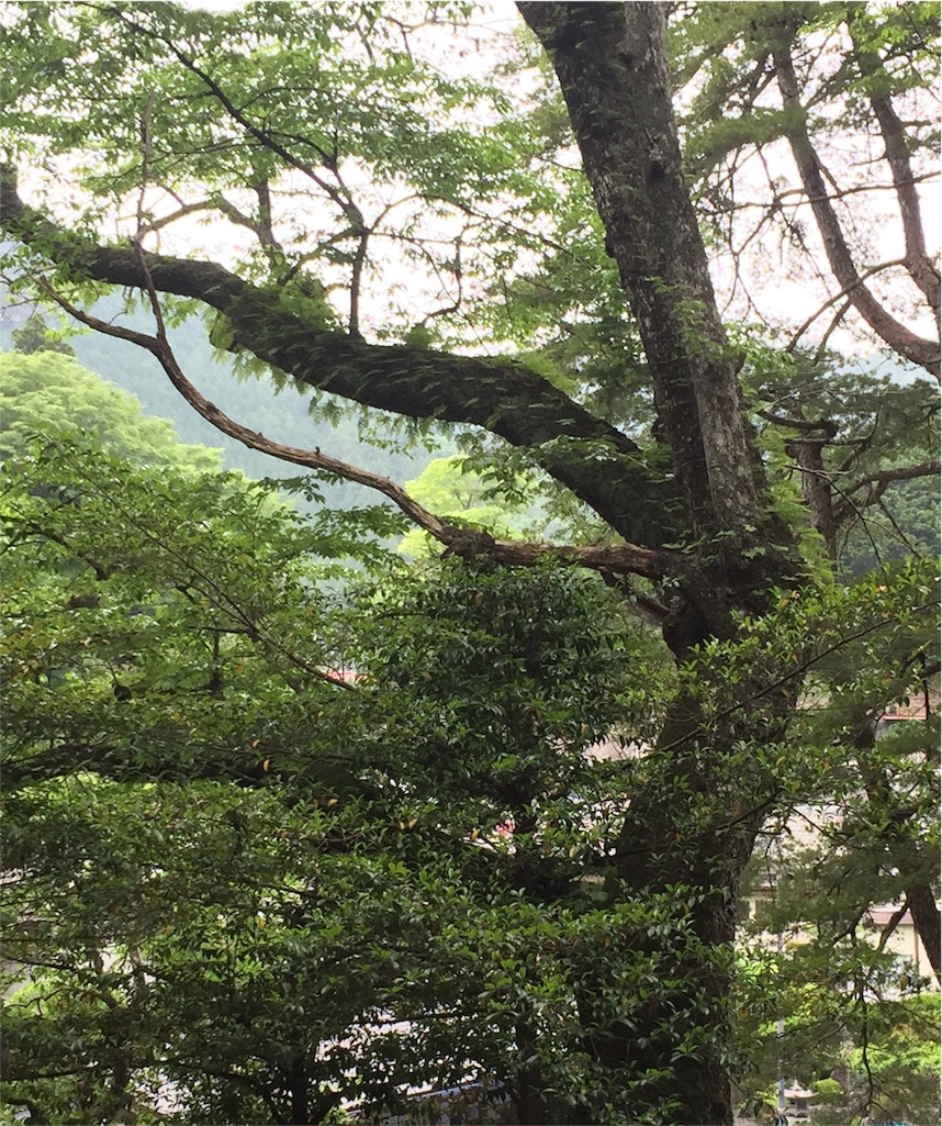 f:id:herbteatime:20160531115300j:image f:id:herbteatime:20160531115300j:image