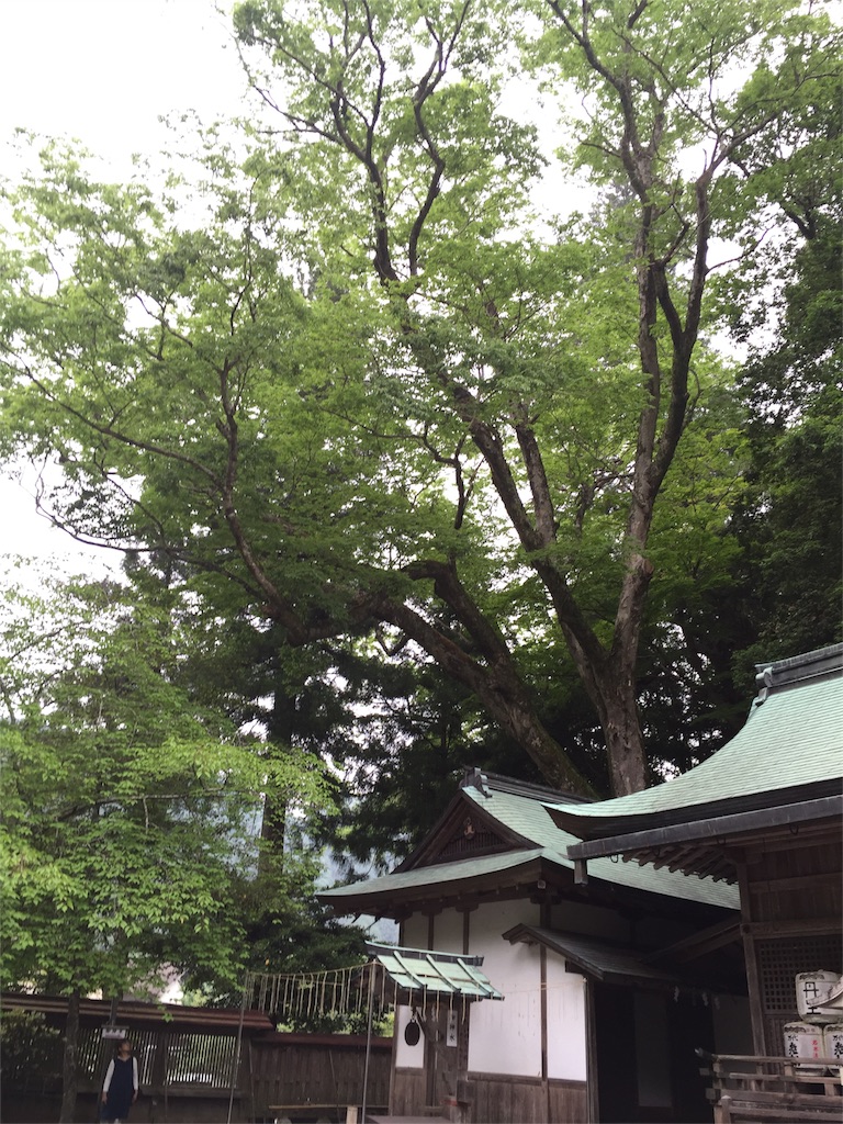 f:id:herbteatime:20160531115620j:image f:id:herbteatime:20160531115620j:image