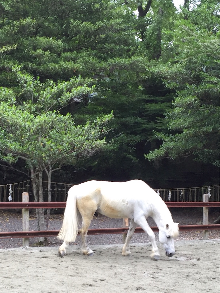 f:id:herbteatime:20160602091205j:image f:id:herbteatime:20160602091205j:image
