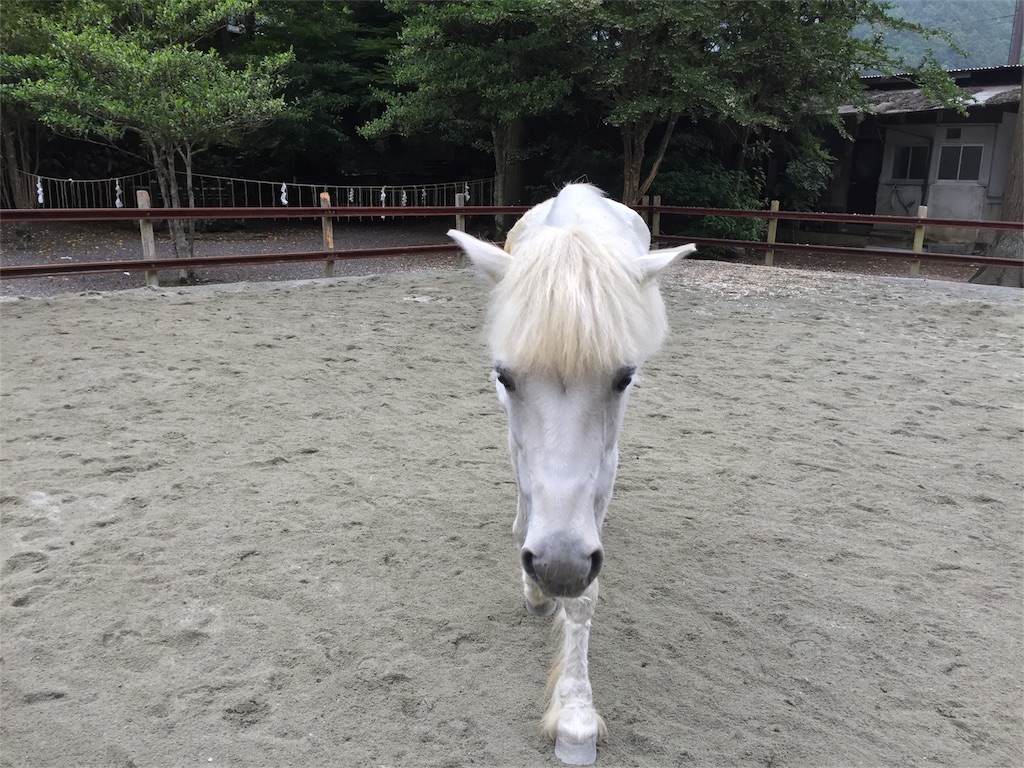 f:id:herbteatime:20160602091232j:image f:id:herbteatime:20160602091232j:image