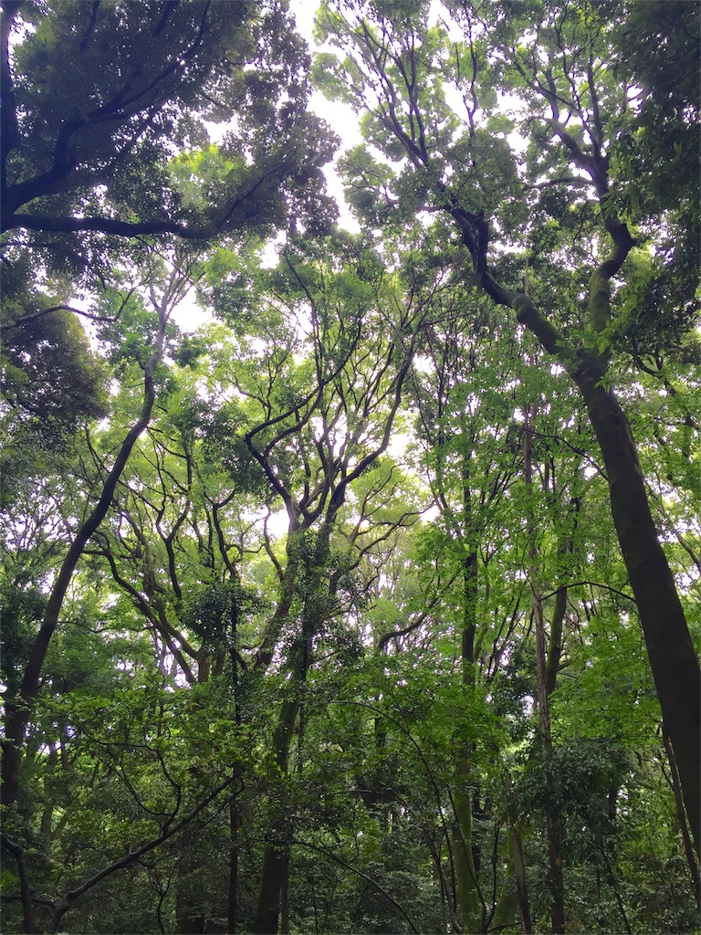 f:id:herbteatime:20160608075148j:image f:id:herbteatime:20160608075148j:image