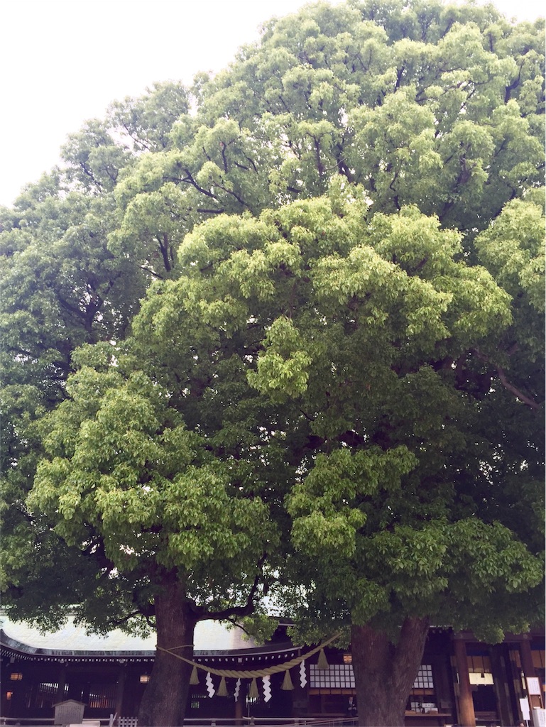 f:id:herbteatime:20160608075212j:image f:id:herbteatime:20160608075212j:image