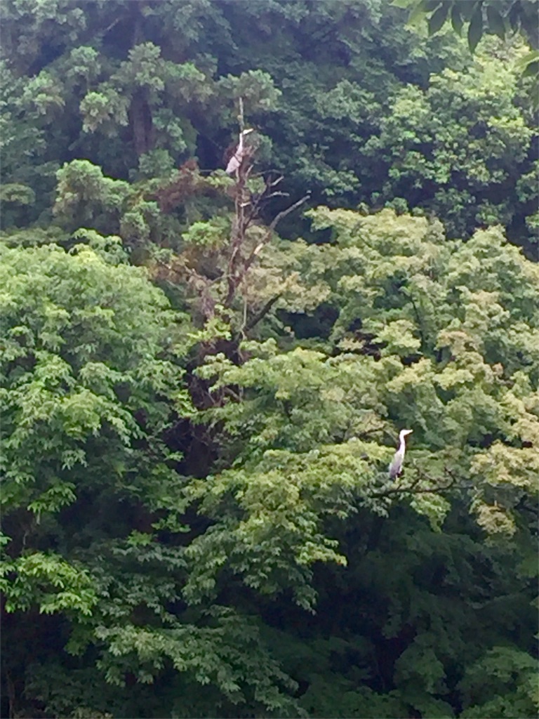 f:id:herbteatime:20160608075930j:image f:id:herbteatime:20160608075930j:image