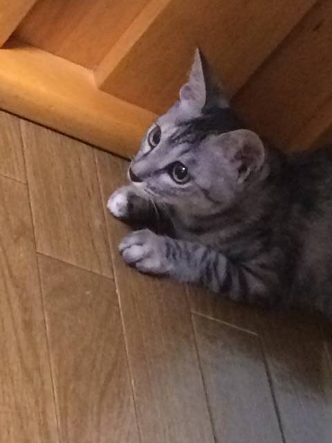 f:id:hidamarinonakade:20140929210639j:plain f:id:hidamarinonakade:20140929210639j:plain