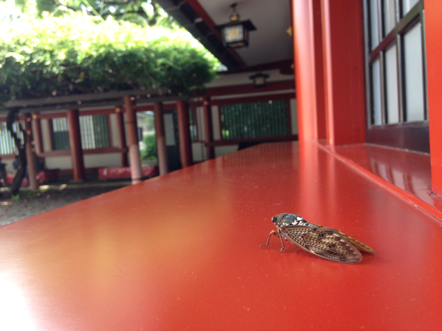 f:id:hiemiko:20130827100920j:plain f:id:hiemiko:20130827100920j:plain
