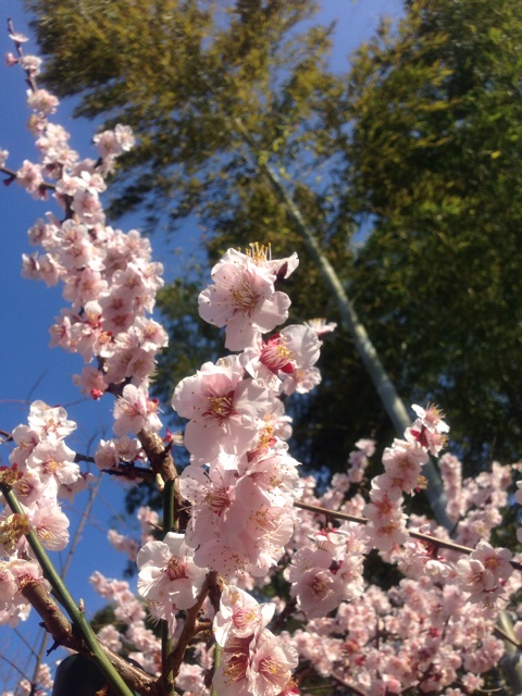 f:id:hiemiko:20140318163747j:plain f:id:hiemiko:20140318163747j:plain