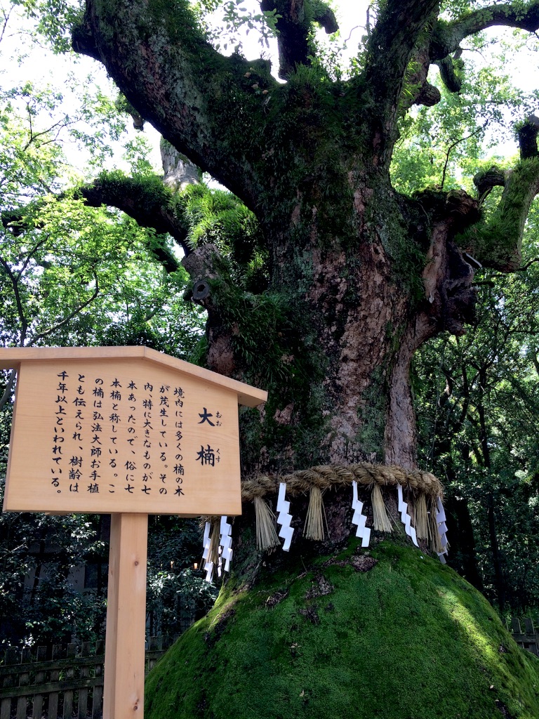 f:id:higashiyama-noda935:20160626151604j:image f:id:higashiyama-noda935:20160626151604j:image