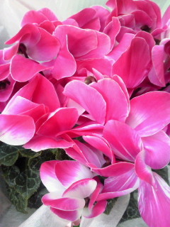 f:id:hihi01:20111217065949j:image f:id:hihi01:20111217065949j:image