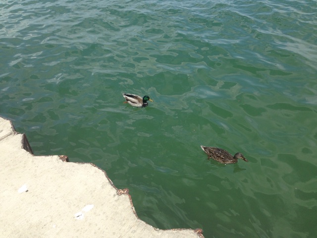 f:id:himemesabi:20150509060505j:plain f:id:himemesabi:20150509060505j:plain