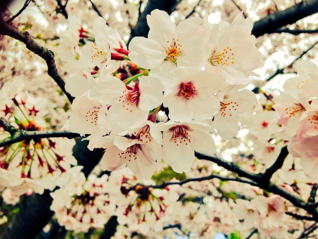 f:id:himena1025:20160403174155j:image f:id:himena1025:20160403174155j:image