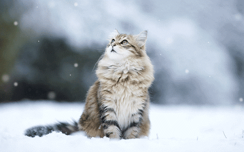 f:id:himilk:20151129170023j:plain f:id:himilk:20151129170023j:plain