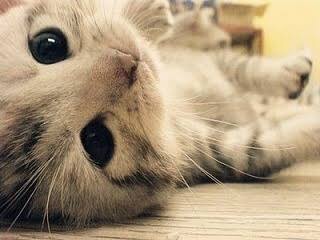 f:id:himilk:20151129170108j:plain f:id:himilk:20151129170108j:plain