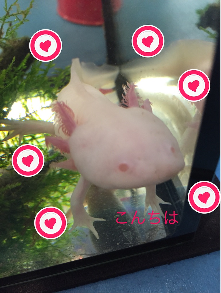 f:id:hirakudiary00:20160429151210j:image f:id:hirakudiary00:20160429151210j:image