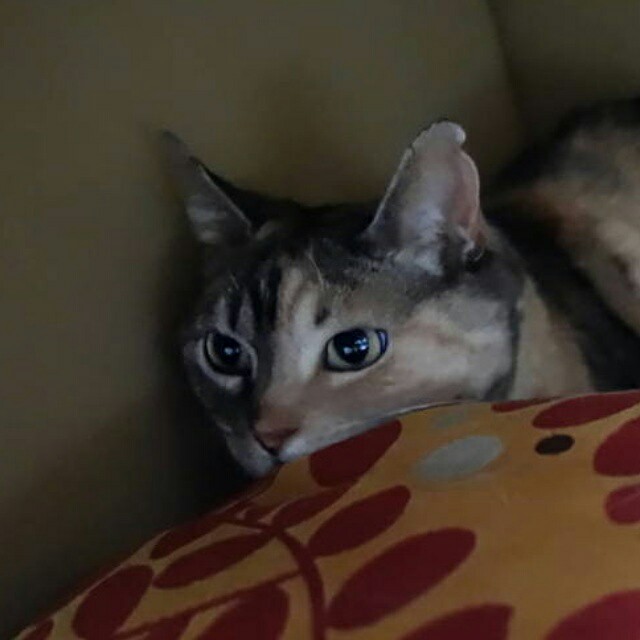 f:id:hiraryo0201:20150506235228j:image f:id:hiraryo0201:20150506235228j:image