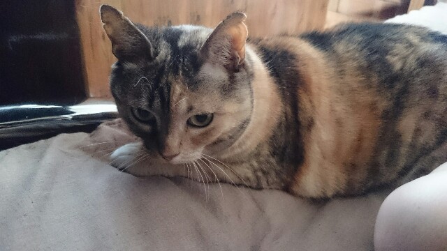 f:id:hiraryo0201:20150512234301j:image f:id:hiraryo0201:20150512234301j:image