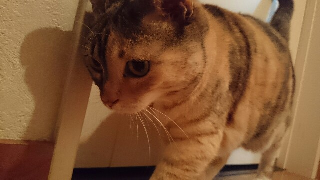f:id:hiraryo0201:20150513230100j:image f:id:hiraryo0201:20150513230100j:image