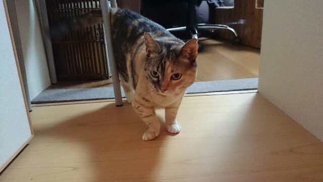 f:id:hiraryo0201:20150514232439j:image f:id:hiraryo0201:20150514232439j:image