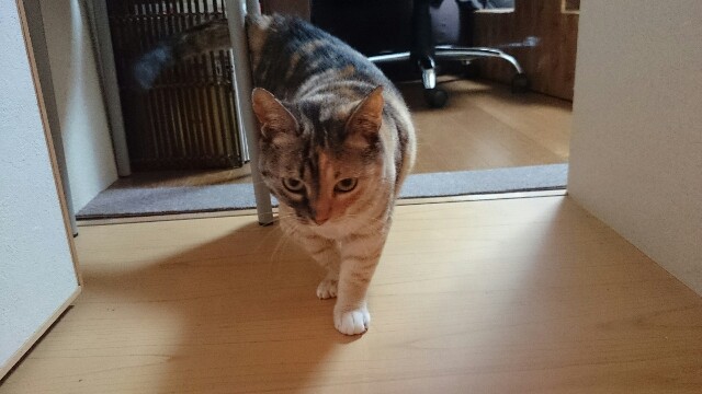 f:id:hiraryo0201:20150514232526j:image f:id:hiraryo0201:20150514232526j:image