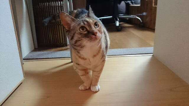 f:id:hiraryo0201:20150514232555j:image f:id:hiraryo0201:20150514232555j:image