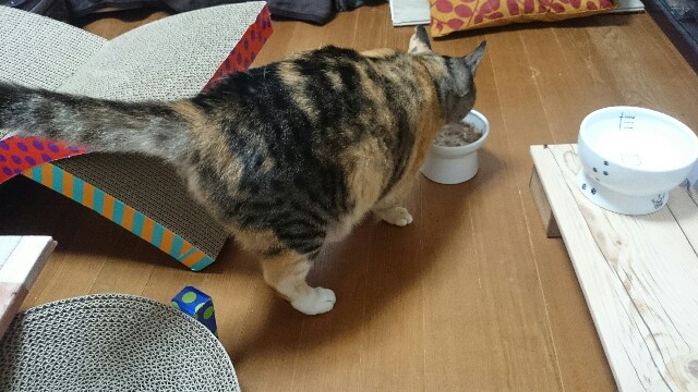 f:id:hiraryo0201:20150515221246j:image f:id:hiraryo0201:20150515221246j:image
