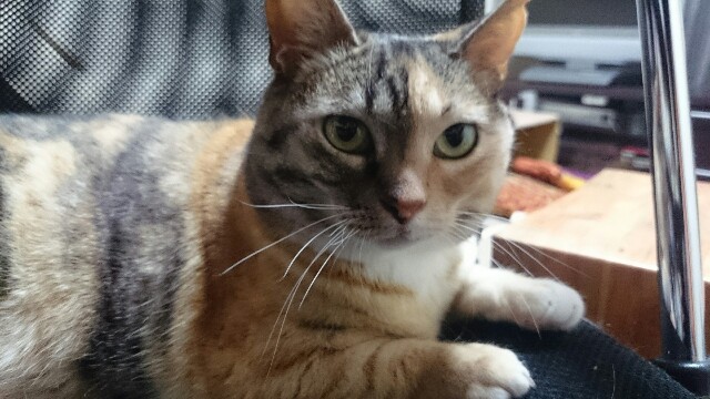 f:id:hiraryo0201:20150515222431j:image f:id:hiraryo0201:20150515222431j:image