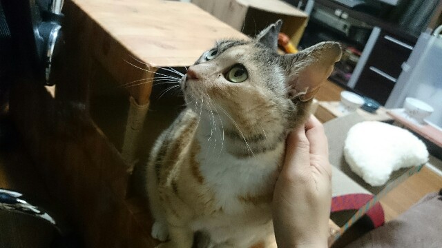 f:id:hiraryo0201:20150519233926j:image f:id:hiraryo0201:20150519233926j:image