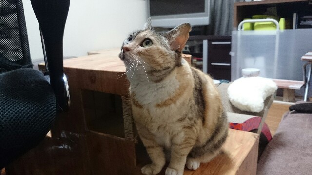 f:id:hiraryo0201:20150519234015j:image f:id:hiraryo0201:20150519234015j:image