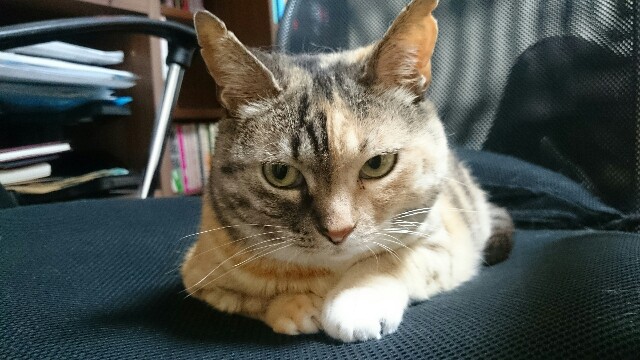 f:id:hiraryo0201:20150521234639j:image f:id:hiraryo0201:20150521234639j:image