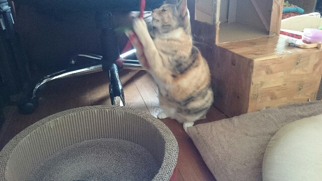 f:id:hiraryo0201:20150523172050j:image f:id:hiraryo0201:20150523172050j:image