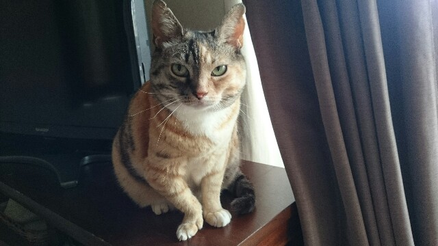 f:id:hiraryo0201:20150524175231j:image f:id:hiraryo0201:20150524175231j:image
