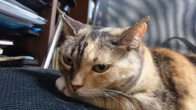 f:id:hiraryo0201:20150524234859j:image f:id:hiraryo0201:20150524234859j:image