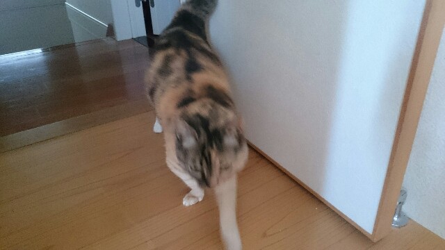 f:id:hiraryo0201:20150525085642j:image f:id:hiraryo0201:20150525085642j:image