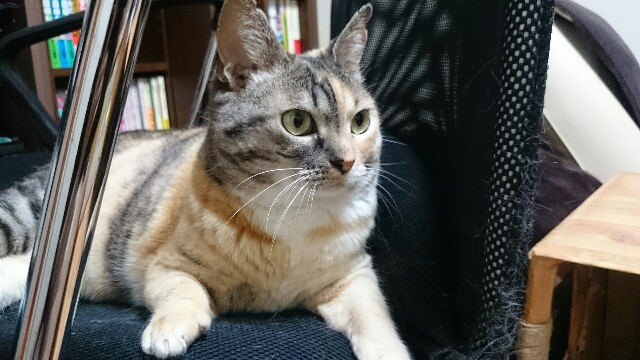 f:id:hiraryo0201:20150527000012j:image f:id:hiraryo0201:20150527000012j:image