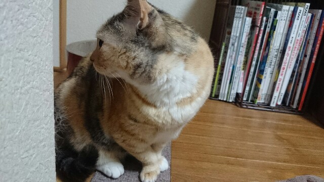 f:id:hiraryo0201:20150527004305j:image f:id:hiraryo0201:20150527004305j:image